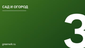 Какие луковичные сажают под зиму