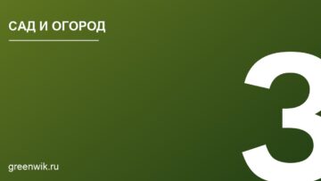Платан: описание, посадка и уход за деревом