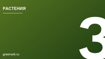 Платан: описание, посадка и уход за деревом