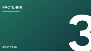 Подбор растений для офисных помещений с низкой освещённостью