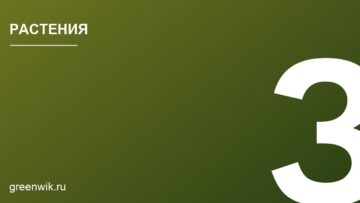 Какие луковичные сажают под зиму